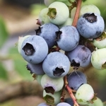 熟れて深い青に色づくブルーベリー＝三田市波豆川