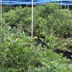 ５０種類以上が育てられている＝三田市波豆川