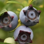 がくが星形に見える品種「スター」＝三田市波豆川