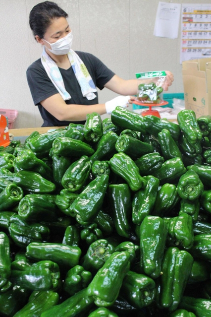 手作業での袋詰めにこだわる三田ピーマン＝三田市上本庄
