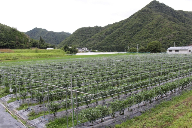 ピーマンがまっすぐに並んだ尾栢さんの畑＝三田市上本庄