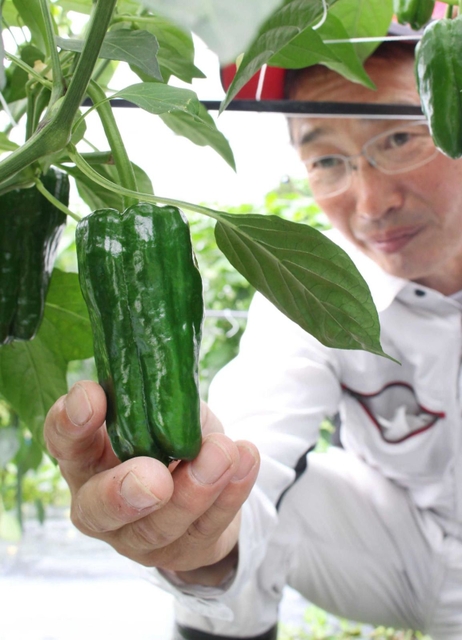 つやつやした濃い緑が特徴＝三田市上本庄