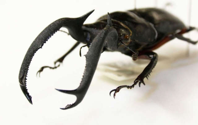 テーマは角と大顎 ひとはくで世界のカブト・クワガタ展 | 三田 | 神戸