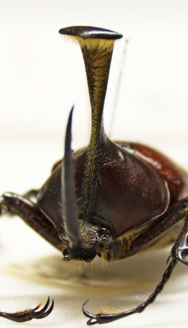 【ピサロタテヅノカブト】角の先端が十字架のような形をしている。インカ帝国を侵略したスペイン人のフランシスコ・ピサロが持っていた十字架に似ていることから、この名が付けられた。角が上に向かって伸びていることも特徴だ＝人と自然の博物館