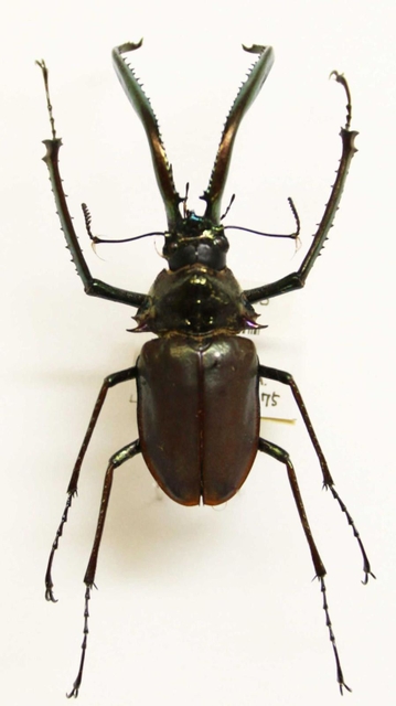 【チリクワガタ】チリとアルゼンチンに生息する南米最大のクワガタムシ。細長く、湾曲した大顎が特徴的。「種の起源」で有名なチャールズ・ダーウィンが南米を訪れた際に観察を日記につけていたことから「ダーウィン・ビートル」とも呼ばれる＝人と自然の博物館