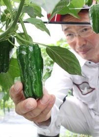 つやつやした濃い緑が特徴＝三田市上本庄