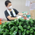 手作業での袋詰めにこだわる三田ピーマン＝三田市上本庄
