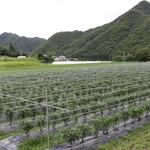 ピーマンがまっすぐに並んだ尾栢さんの畑＝三田市上本庄