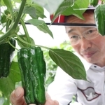 つやつやした濃い緑が特徴＝三田市上本庄