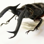 【ディディエールシカクワガタ】マレー半島に生息。シカクワガタ類の中では最大種。大顎の先端が鹿の角のように分かれ、根元から大きく湾曲している＝人と自然の博物館