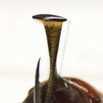 【ピサロタテヅノカブト】角の先端が十字架のような形をしている。インカ帝国を侵略したスペイン人のフランシスコ・ピサロが持っていた十字架に似ていることから、この名が付けられた。角が上に向かって伸びていることも特徴だ＝人と自然の博物館