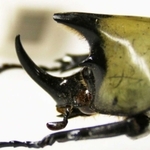 【ティティウスシロカブト】カブトムシとしては小型で角も極端に短いが、実は世界最大のカブトムシ・ヘラクレスオオカブトに近い仲間。白っぽい色から「ユニコーンビートル」とも呼ばれる＝人と自然の博物館