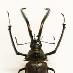 【チリクワガタ】チリとアルゼンチンに生息する南米最大のクワガタムシ。細長く、湾曲した大顎が特徴的。「種の起源」で有名なチャールズ・ダーウィンが南米を訪れた際に観察を日記につけていたことから「ダーウィン・ビートル」とも呼ばれる＝人と自然の博物館