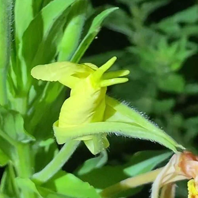 つぼみが膨らみ、花びらが一気に広がる。わずか３分＝三田市