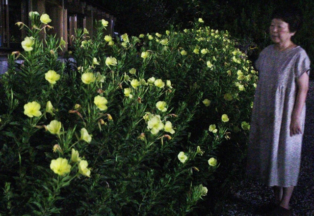 夜風に無数の黄色が揺れる＝三田市