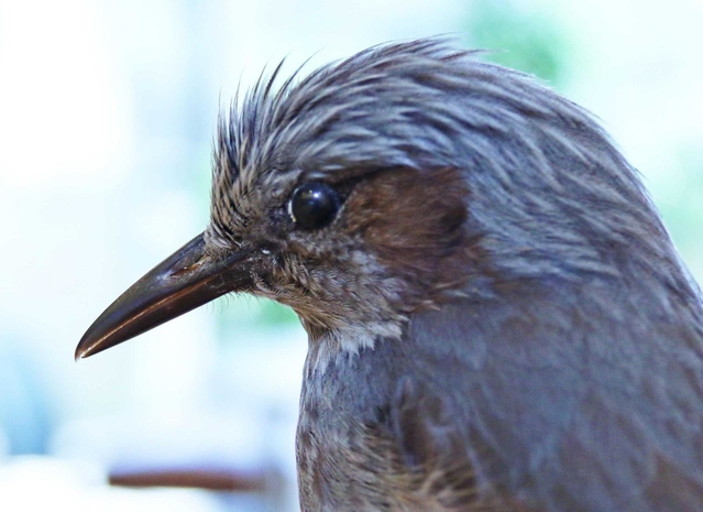 ヒヨドリ　果実や昆虫をつまむ、細長いヒヨドリのくちばし