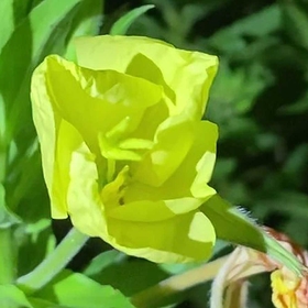 つぼみが膨らみ、花びらが一気に広がる。わずか３分＝三田市
