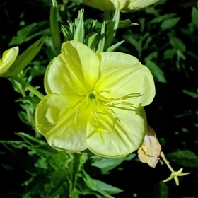 ハート形の花びらが特徴のオオマツヨイグサ＝三田市