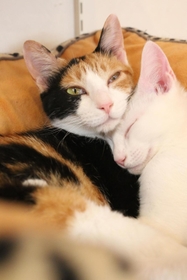三毛猫のメス「のん」（左）。後から来たオスの「やっくん」（右）といつも一緒にいる＝三田市駅前町