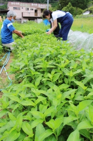 畑で育った藍の葉＝三田市藍本