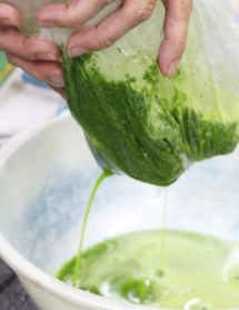 こし出すと鮮やかな緑の染料ができる＝三田市藍本