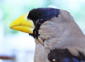 イカル　堅い種子を割るためのイカルの太いくちばし