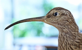 チュウシャクシギ　エサがいる巣穴に突っ込むため、さらに細長くなっているチュウシャクシギのくちばし