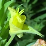 つぼみが膨らみ、花びらが一気に広がる。わずか３分＝三田市