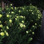 夜風に無数の黄色が揺れる＝三田市