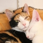 三毛猫のメス「のん」（左）。後から来たオスの「やっくん」（右）といつも一緒にいる＝三田市駅前町