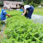 畑で育った藍の葉＝三田市藍本