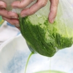 こし出すと鮮やかな緑の染料ができる＝三田市藍本