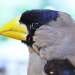 イカル　堅い種子を割るためのイカルの太いくちばし