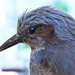 ヒヨドリ　果実や昆虫をつまむ、細長いヒヨドリのくちばし