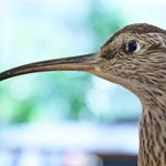 チュウシャクシギ　エサがいる巣穴に突っ込むため、さらに細長くなっているチュウシャクシギのくちばし