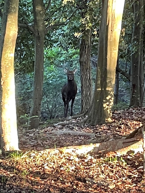 はじかみ池公園で見つかったシカ（読者提供）＝三田市あかしあ台５