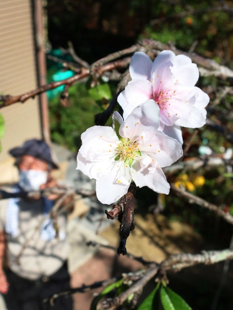 季節外れに咲いたモモの花＝三田市