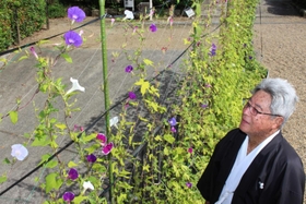 境内を彩る江戸アサガオ＝加茂神社
