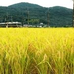 こうべを垂れ、風に揺れる稲穂＝三田市桑原