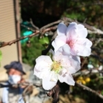 季節外れに咲いたモモの花＝三田市