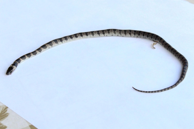 金谷さんの自宅近くで見つかったシロマダラ＝三田市