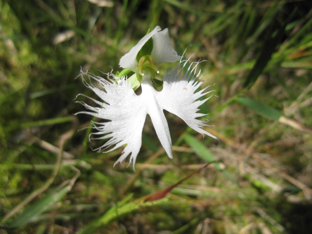 野生のサギソウの花。地域によっては園芸品種の遺伝子が混じっていることが分かっている
