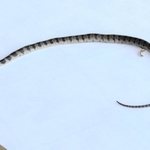 金谷さんの自宅近くで見つかったシロマダラ＝三田市