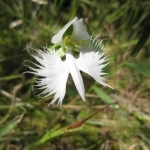 野生のサギソウの花。地域によっては園芸品種の遺伝子が混じっていることが分かっている