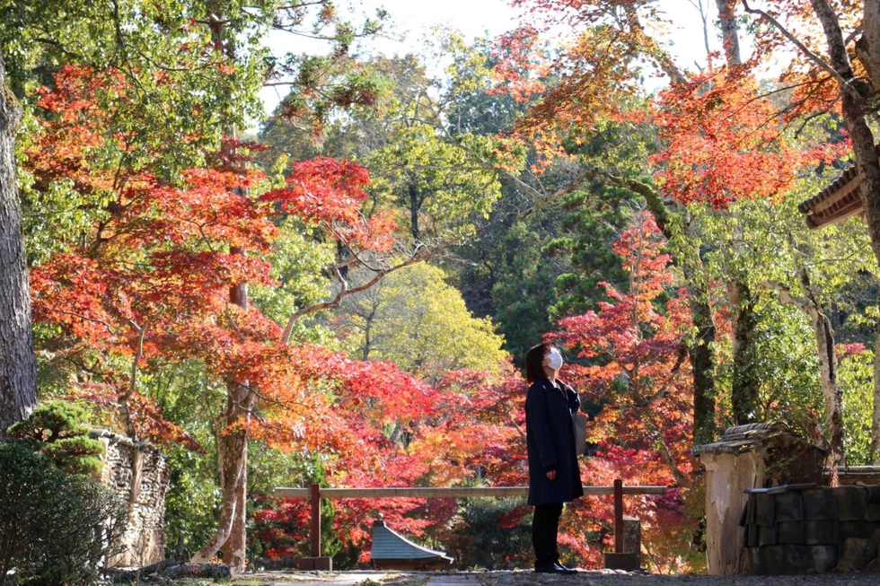 神戸新聞next 三田 赤や黄色に染まり 光差しきらめく紅葉 神戸 北区の光明寺