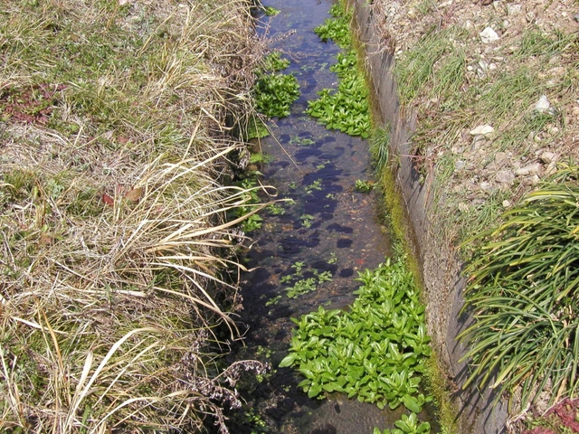 農業用水路に群生するチャイロカワモズク