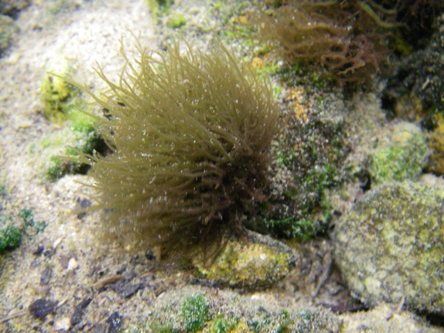 湧水中の石に着生するカワモズク