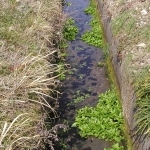 農業用水路に群生するチャイロカワモズク