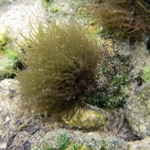 湧水中の石に着生するカワモズク