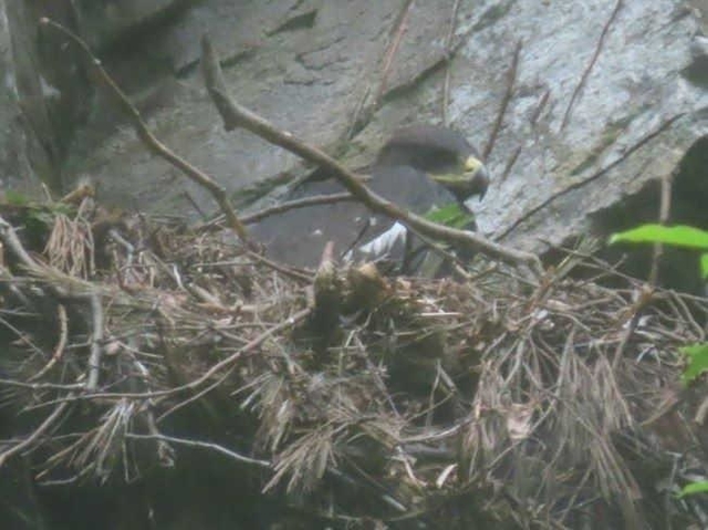 巣立ち後に死亡したイヌワシのヒナ